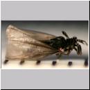 Stylops melittae - Faecherfluegler m55 5mm.jpg